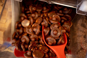 Chocolate Coated Foam Mushroom